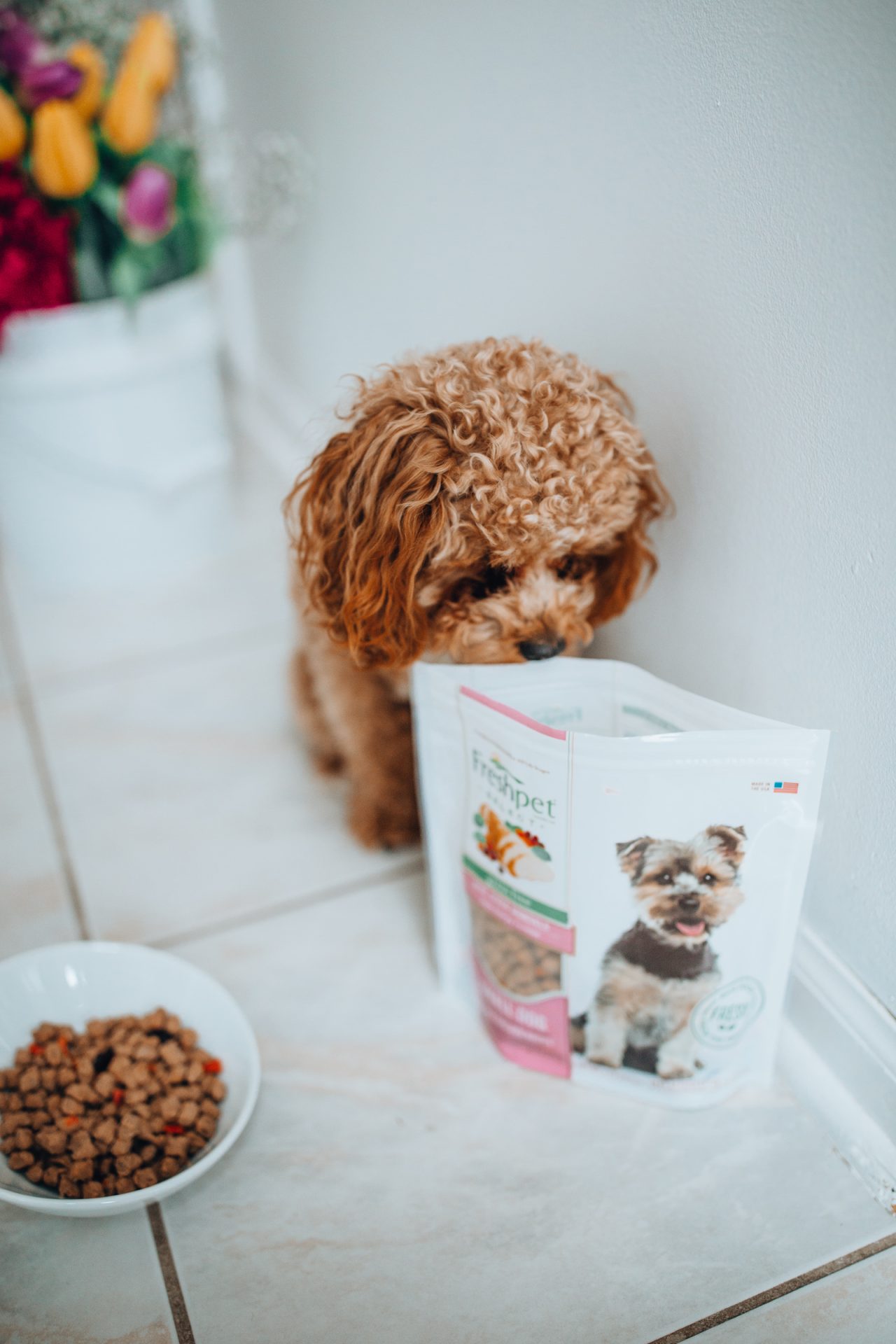 Chicago Motherhood Blogger Happily Inspired is sharing the health benefits of dogs on babies with freshpet food! Be sure to check out the benefits.